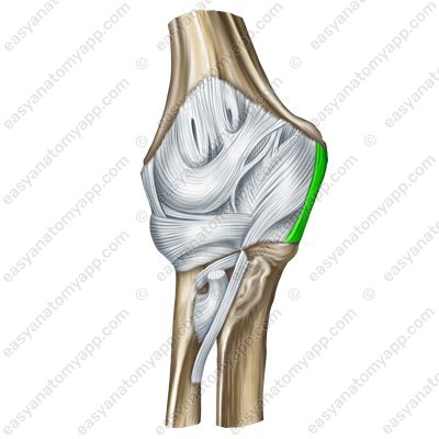 Collateral ulnar ligament(lig. collaterale ulnare)